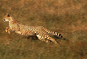 CHE 01 RK0013 27
Profile Shot Of Cheetah Running On Grass