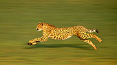 CHE 01 RK0113 01
Profile Shot Of Cheetah Running On Grass