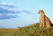 CHE 02 GL0002 01
Cheetah Sitting In Grass Staring Into The Distance