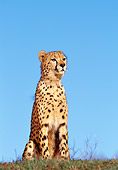CHE 02 RK0013 07
Cheetah Sitting On Grass