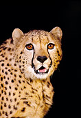 CHE 02 RK0031 08
Shoulder Shot Of Cheetah With Mouth Open Teeth Showing Snarling Facing Camera Black Background