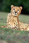 CHE 02 RK0038 03
Half Body Shot Of Cheetah Laying Sideways Facing Camera On Grass