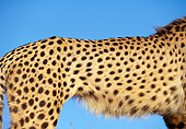 CHE 02 RK0068 01
Close Up Of Cheetah's Fur Standing Blue Sky Background