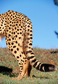 CHE 02 RK0071 02
Close Up Of Cheetah's Fur Rear Tail On Grass Blue Sky