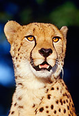 CHE 02 RK0083 13
Close Up Shoulder Shot Of Cheetah