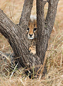 CHE 02 WF0001 01
Cheetah Cub Playing In Tree