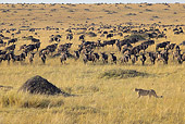 CHE 02 WF0002 01
Cheetah Walking Past Herd Of Wildebeest