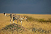 CHE 02 WF0003 01
Cheetah Standing On Termite Mound Hunting Prey
