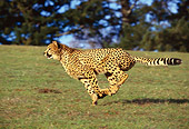 CHE 02 RK0011 02
Cheetah Running Profile Shot On Green Grass Hill Legs In Air By Trees Blue Sky