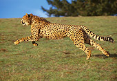CHE 02 RK0011 03
Cheetah Running Profile Shot On Green Grass Hill Legs In Air By Trees Blue Sky