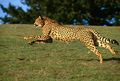 CHE 02 RK0011 15
Cheetah Running Profile Shot On Green Grass Hill Legs In Air By Trees Blue Sky
