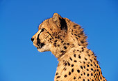 CHE 02 RK0028 05
Close Up Profile Shoulder Shot Of Cheetah Mouth Open Blue Sky