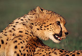 CHE 02 RK0046 05
Close Up Shoulder Shot Of Cheetah Laying On Grass Looking Back Growling Mouth Open On Grass