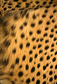 CHE 02 RK0070 02
Extreme Close Up Of Cheetahs Fur