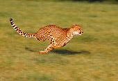 CHE 02 RK0096 17
Full Body Profile Shot Of Cheetah Running On Grass Legs In Air Cinn Zoo