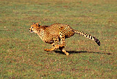 CHE 02 RK0096 23
Full Body Profile Shot Of Cheetah Running On Grass Legs In Air Cinn Zoo
