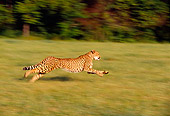 CHE 02 RK0099 19
Full Body Profile Shot Of Cheetah Running Legs In Air On Grass Trees In Background Cinn Zoo