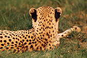 CHE 02 RK0104 02
Close Up Of Cheetah's Back Laying On Grass Sideways Cinn Zoo