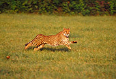 CHE 02 RK0106 04
Full Body Profile Shot Of Cheetah Running On Grass Legs In Air Cinn Zoo