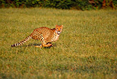 CHE 02 RK0106 05
Full Body Profile Shot Of Cheetah Running On Grass Legs In Air Cinn Zoo