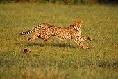 CHE 02 RK0106 12
Full Body Profile Shot Of Cheetah Running On Grass Legs In Air Cinn Zoo