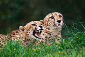 CHE 02 RK0126 03
Two Cheetahs Laying In Tall Grass One Growling Mouth Open Teeth Showing