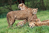 CHE 02 RK0138 01
Group of Cheetahs On Grass