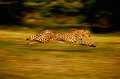CHE 02 RK0262 01
Profile Of Cheetah Running Full Body Blurry Background