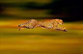 CHE 02 RK0263 01
Full Body Profile Shot Of Cheetah Running On Grass Legs In Air Cinn Zoo