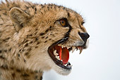 CHE 03 JZ0001 01
Head Shot Of Young Cheetah Growling On White Seamless