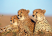 CHE 04 GL0001 01
Portrait Of Three Cheetahs Laying On Dirt Mound