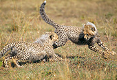 CHE 04 GL0002 01
Two Young Cheetahs Playing On Grass In Masai Mara, Kenya