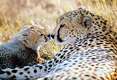 CHE 04 GL0003 01
Cheetah Mother And Cub Laying Nose To Nose On Grass