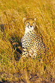 CHE 04 HP0001 01
Cheetah Sitting In Savanna Zululand, South Africa