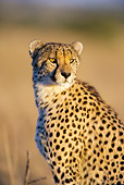 CHE 04 HP0003 01
Cheetah Sitting In Savanna At Dusk Phinda Game Reserve, South Africa