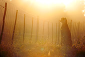 CHE 04 HP0005 01
Silhouette Of Cheetah Sitting By Fence At Sunrise Zululand, South Africa