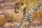 CHE 04 HP0007 01
Cheetah Walking Through Savanna Kgalagadi Transfrontier Park, South Africa