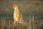 CHE 04 JZ0005 01
Female Cheetah Sitting In Grass At Sunrise Kenya
