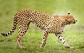 CHE 04 JZ0006 01
Cheetah Walking On Grass In Rain Kenya