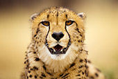CHE 04 JZ0011 01
Head Shot Of Young Cheetah On Savanna Kenya
