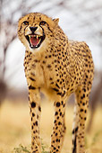 CHE 04 JZ0012 01
Close-Up Of Young Cheetah Standing On Savanna Growling Kenya