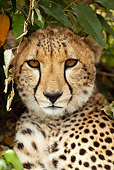 CHE 04 MC0001 01
Portrait Of Cheetah In Grasslands Kenya