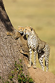 CHE 04 MC0002 01
Cheetah Adult With Young In Grasslands Kenya