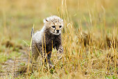 CHE 04 MC0003 01
Portrait Of Cheetah Cub Walking In Grass Kenya