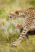 CHE 04 MC0004 01
Portrait Of Cheetah Mother Walking Through Grassland With Cub Tanzania