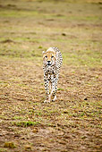 CHE 04 MC0005 01
Cheetah Walking On Savanna Kenya