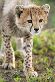 CHE 04 MC0008 01
Portrait Of Cheetah Cub Walking Through Grass Tanzania