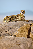 CHE 04 MC0009 01
Cheetah Laying On Rock Waiting To Hunt Tanzania