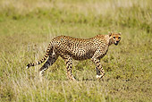 CHE 04 MC0011 01
Cheetah Female Walking Through Savanna Tanzania