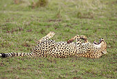 CHE 04 MC0013 01
Cheetah Rolling On Grass Masai Mara, Kenya